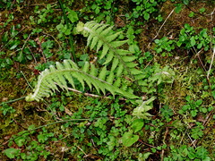 Deparia jiulungensis (Deparia jiulungensis)