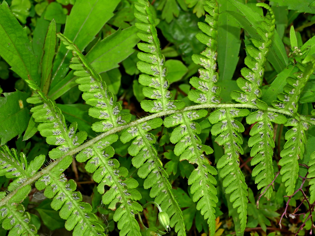 Deparia jiulungensis (Deparia jiulungensis)