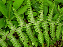 Deparia jiulungensis (Deparia jiulungensis)