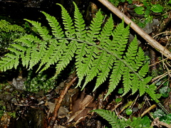 Deparia jiulungensis (Deparia jiulungensis)