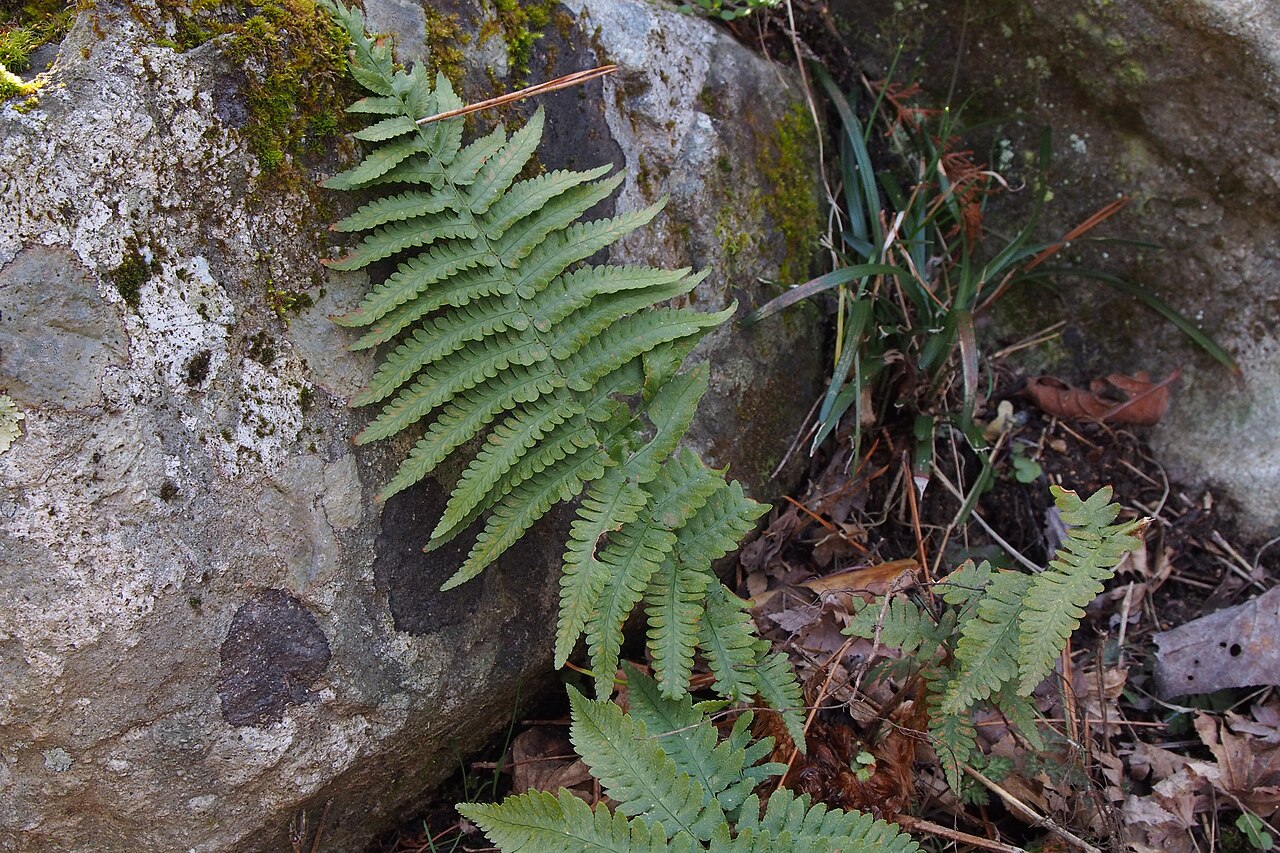 Deparia unifurcata: perhaps it's オオヒメワラビモドキ.. This fern has center line on shaft. (Thelypteris glanduligera doesn't have..) elevation:660meters. www.ne.jp/asahi/sunsun/tanpopo/toku