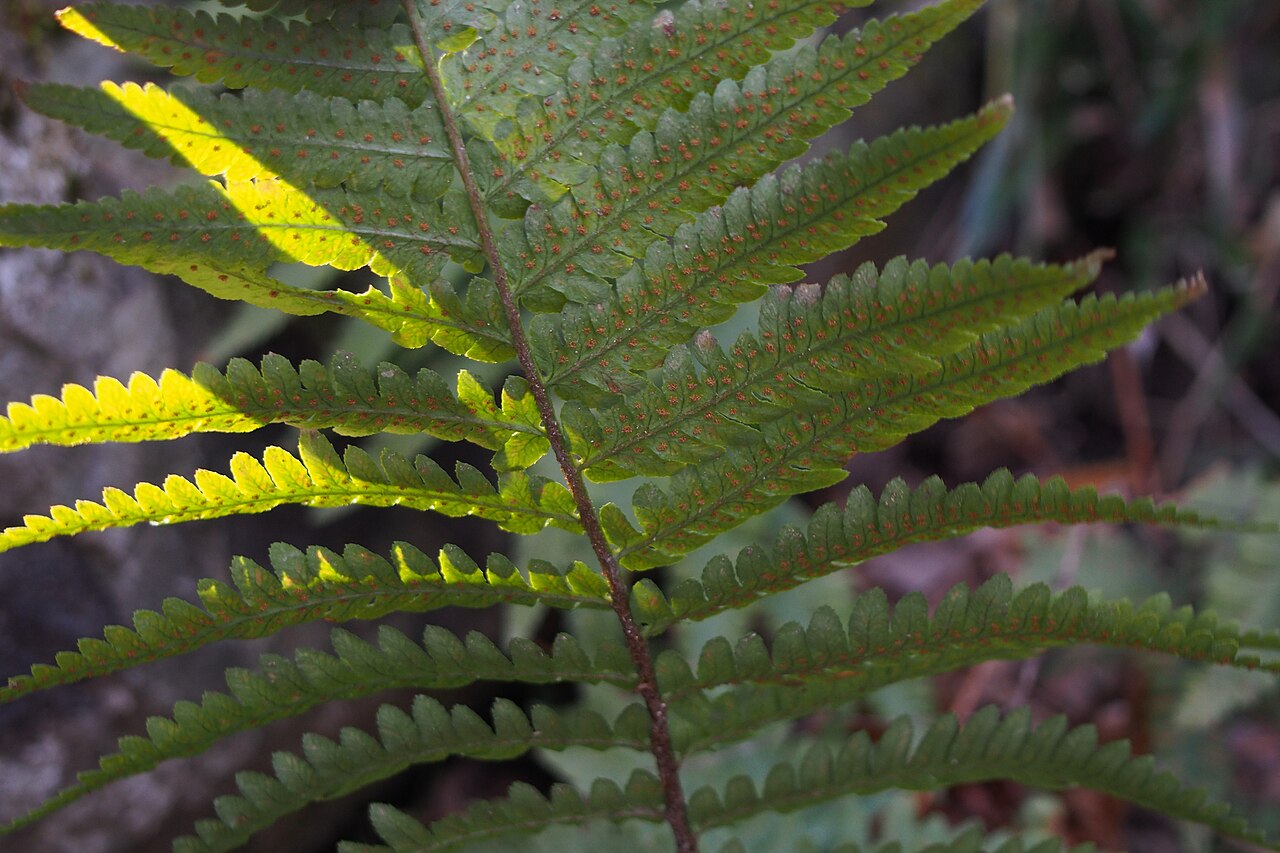 Deparia unifurcata: perhaps it's オオヒメワラビモドキ.. This fern has center line on shaft. (Thelypteris glanduligera doesn't have..) elevation:660meters. www.ne.jp/asahi/sunsun/tanpopo/toku