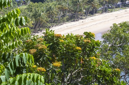 Golden bouquet tree (Deplanchea tetraphylla)