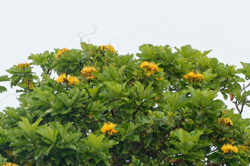 Golden bouquet tree (Deplanchea tetraphylla)