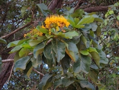 Golden bouquet tree (Deplanchea tetraphylla)