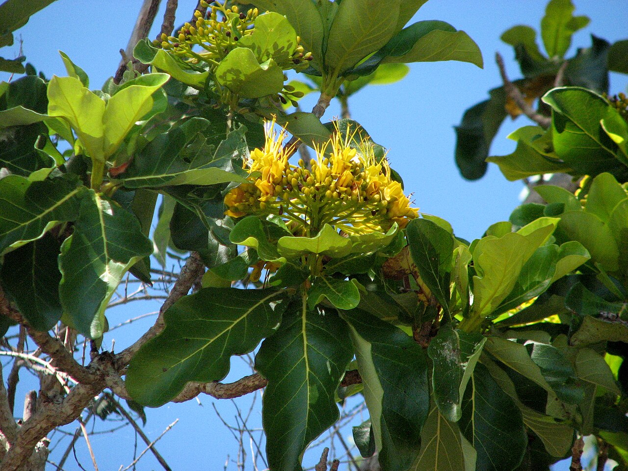 Golden bouquet tree: Deplanchea tetraphylla (identified by User:Macropneuma ) Location: Kewarra Beach, Queensland, Australia