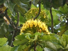 Golden bouquet tree (Deplanchea tetraphylla)
