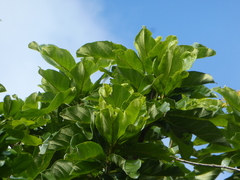 Golden bouquet tree (Deplanchea tetraphylla)