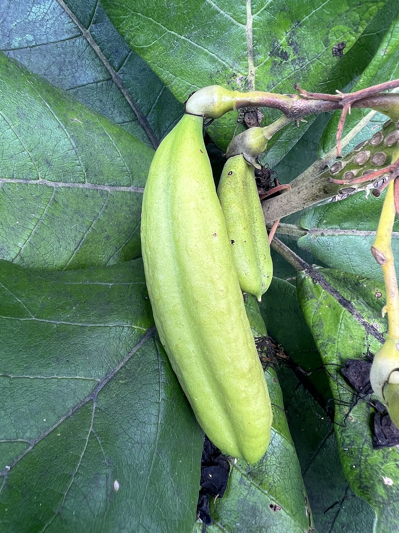 Golden bouquet tree: Deplanchea tetraphylla at Mounts Botanical Garden in West Palm Beach, Florida, USA—Fruits