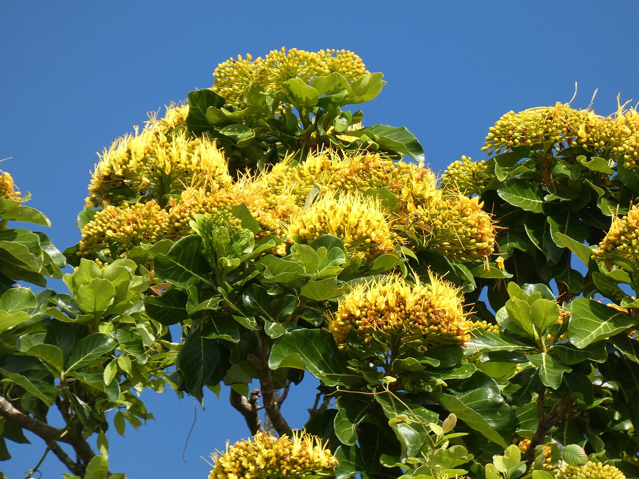 Golden bouquet tree: Golden bouquet ( Deplanchea tetraphylla ) in Australia