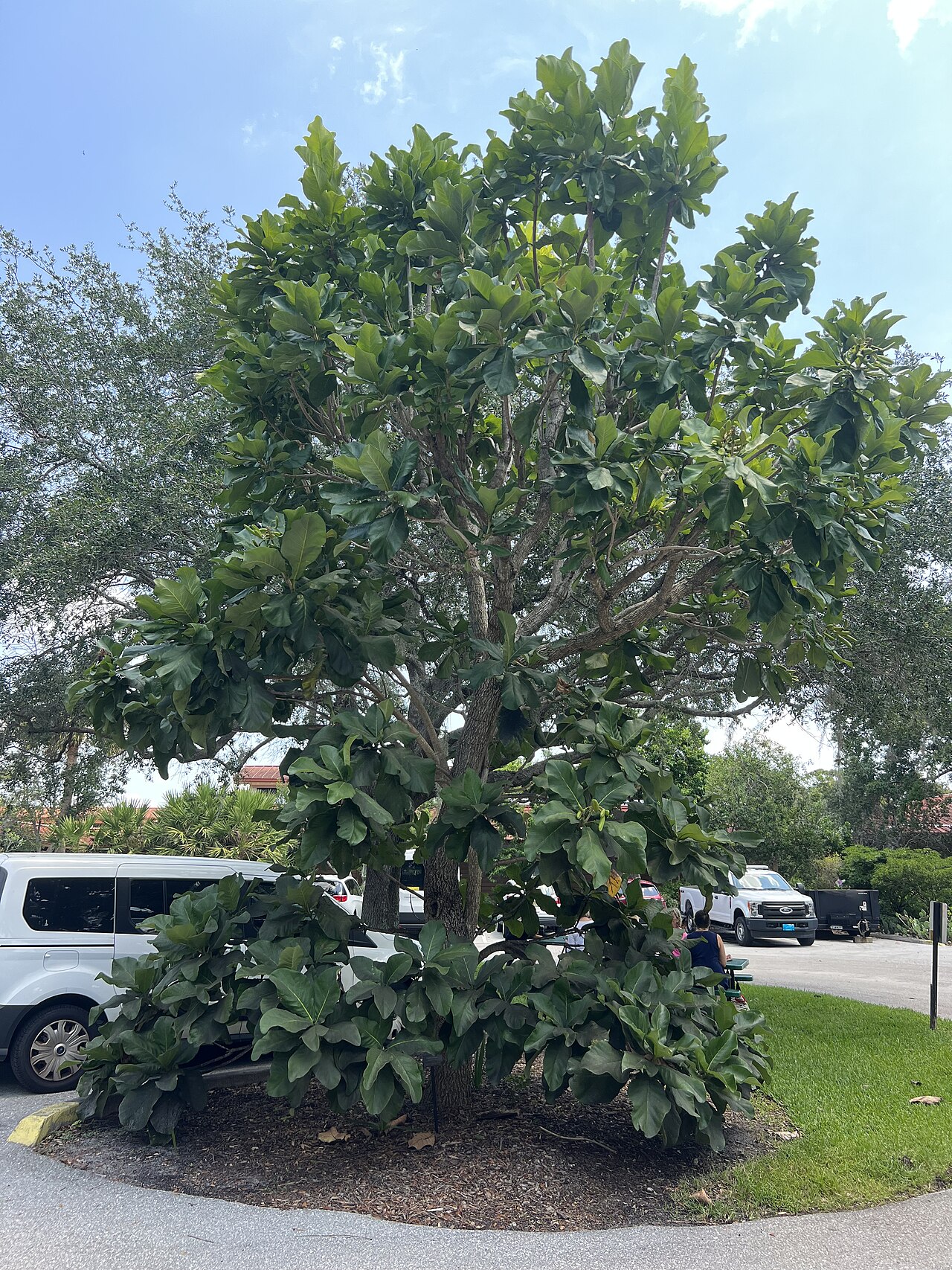 Golden bouquet tree: Deplanchea tetraphylla at Mounts Botanical Garden in West Palm Beach, Florida, USA