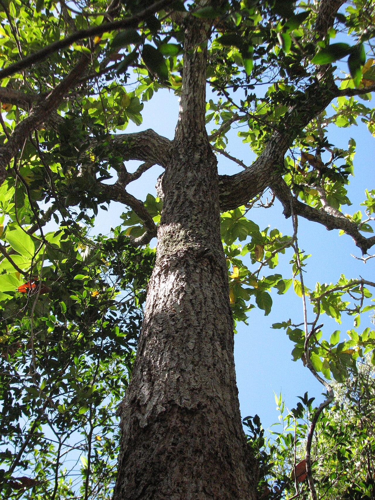 Golden bouquet tree: Deplanchea tetraphylla (identified by User:Macropneuma ) Location: Kewarra Beach, Queensland, Australia