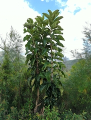 Golden bouquet tree (Deplanchea tetraphylla)