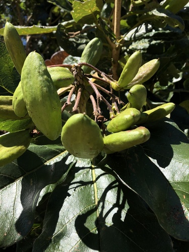 Golden bouquet tree (Deplanchea tetraphylla)