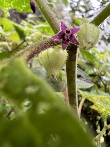 Deprea bitteriana (Deprea bitteriana)