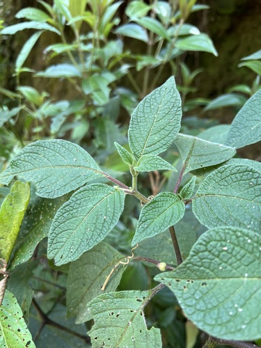 Deprea bitteriana (Deprea bitteriana)