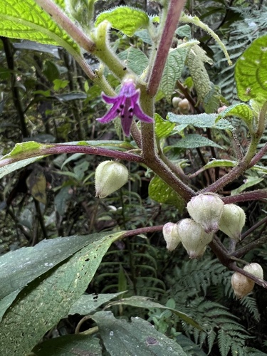 Deprea bitteriana (Deprea bitteriana)