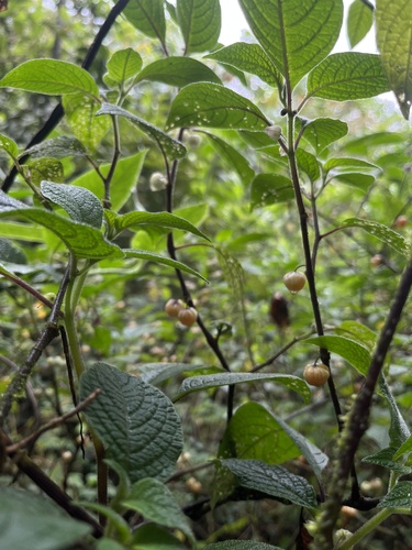 Deprea bitteriana (Deprea bitteriana)