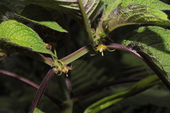 Deprea pilosa (Deprea pilosa)