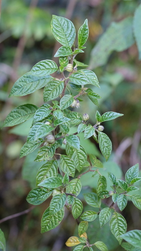 Deprea sylvarum (Deprea sylvarum)