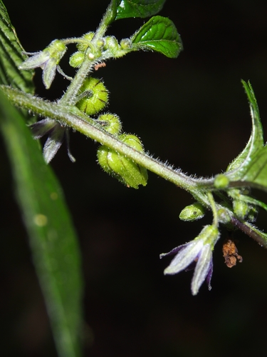 Deprea sylvarum (Deprea sylvarum)