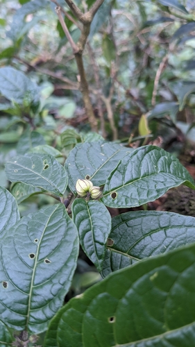 Deprea sylvarum (Deprea sylvarum)