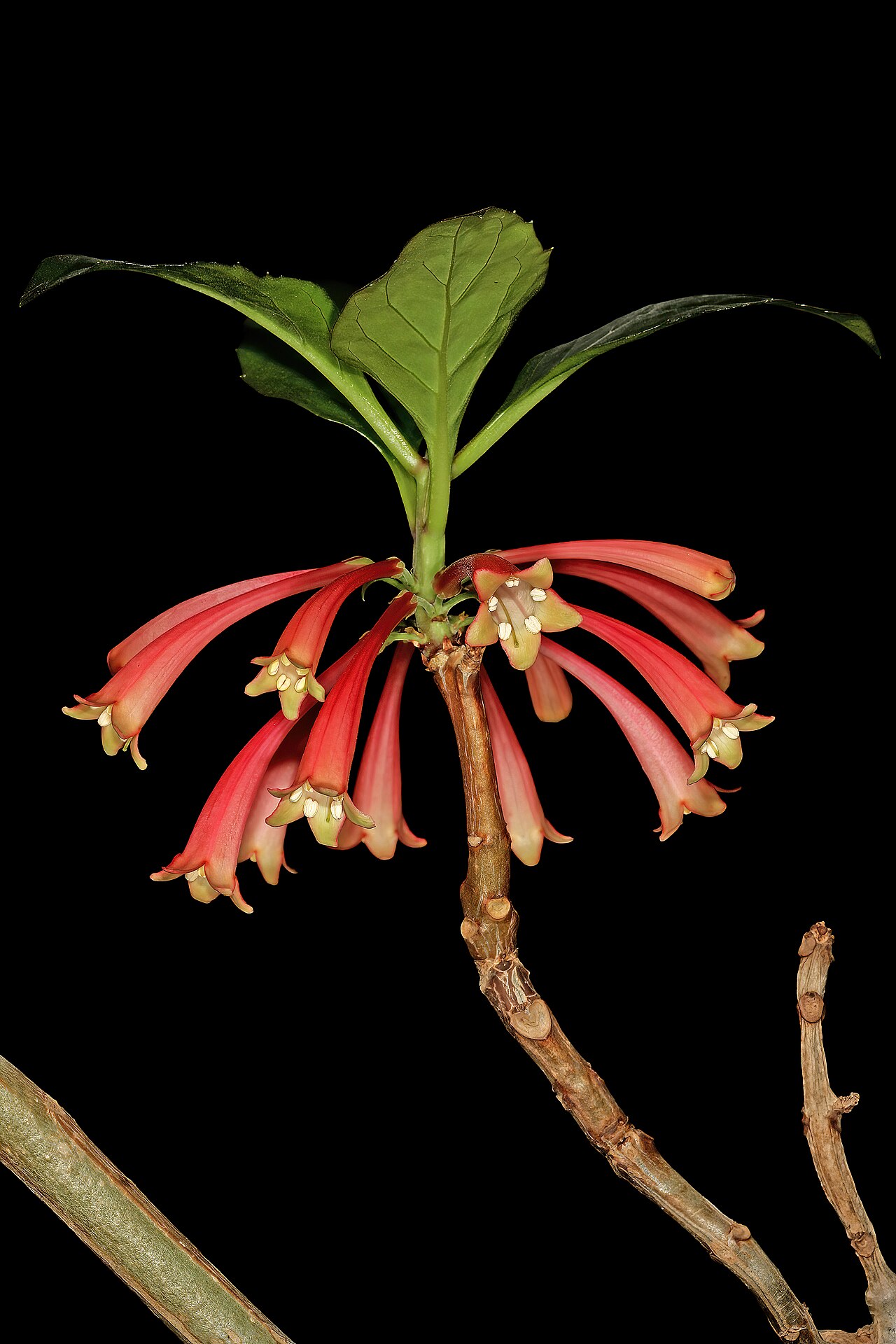 Dermatobotrys saundersii: Dermatobotrys saundersonii , flowers; Manie van der Schijff Botanical Garden, University of Pretoria, Pretoria, Gauteng, South Africa