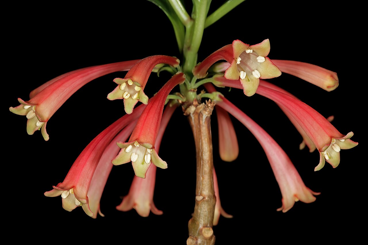Dermatobotrys saundersii: Dermatobotrys saundersonii , flowers; Manie van der Schijff Botanical Garden, University of Pretoria, Pretoria, Gauteng, South Africa