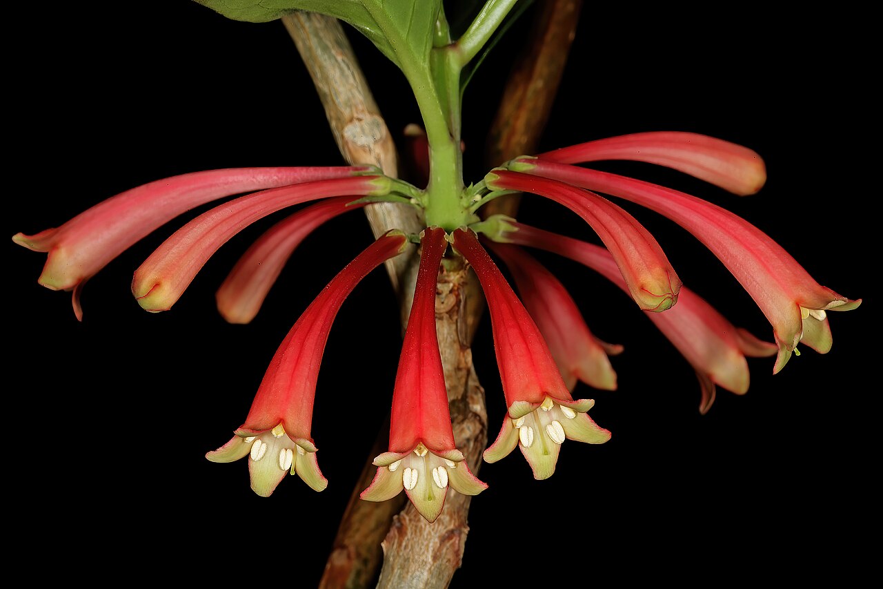 Dermatobotrys saundersii: Dermatobotrys saundersonii , flowers; Manie van der Schijff Botanical Garden, University of Pretoria, Pretoria, Gauteng, South Africa