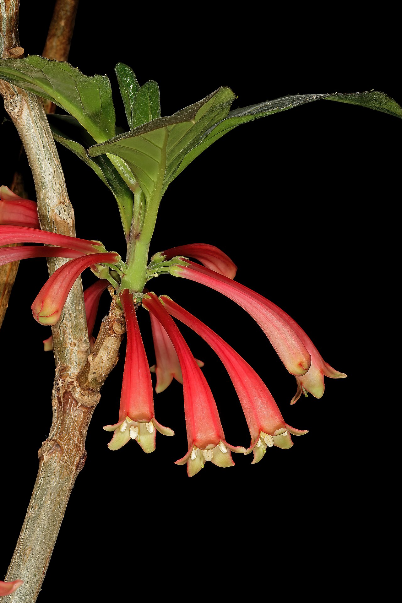 Dermatobotrys saundersii: Dermatobotrys saundersonii , flowers; Manie van der Schijff Botanical Garden, University of Pretoria, Pretoria, Gauteng, South Africa