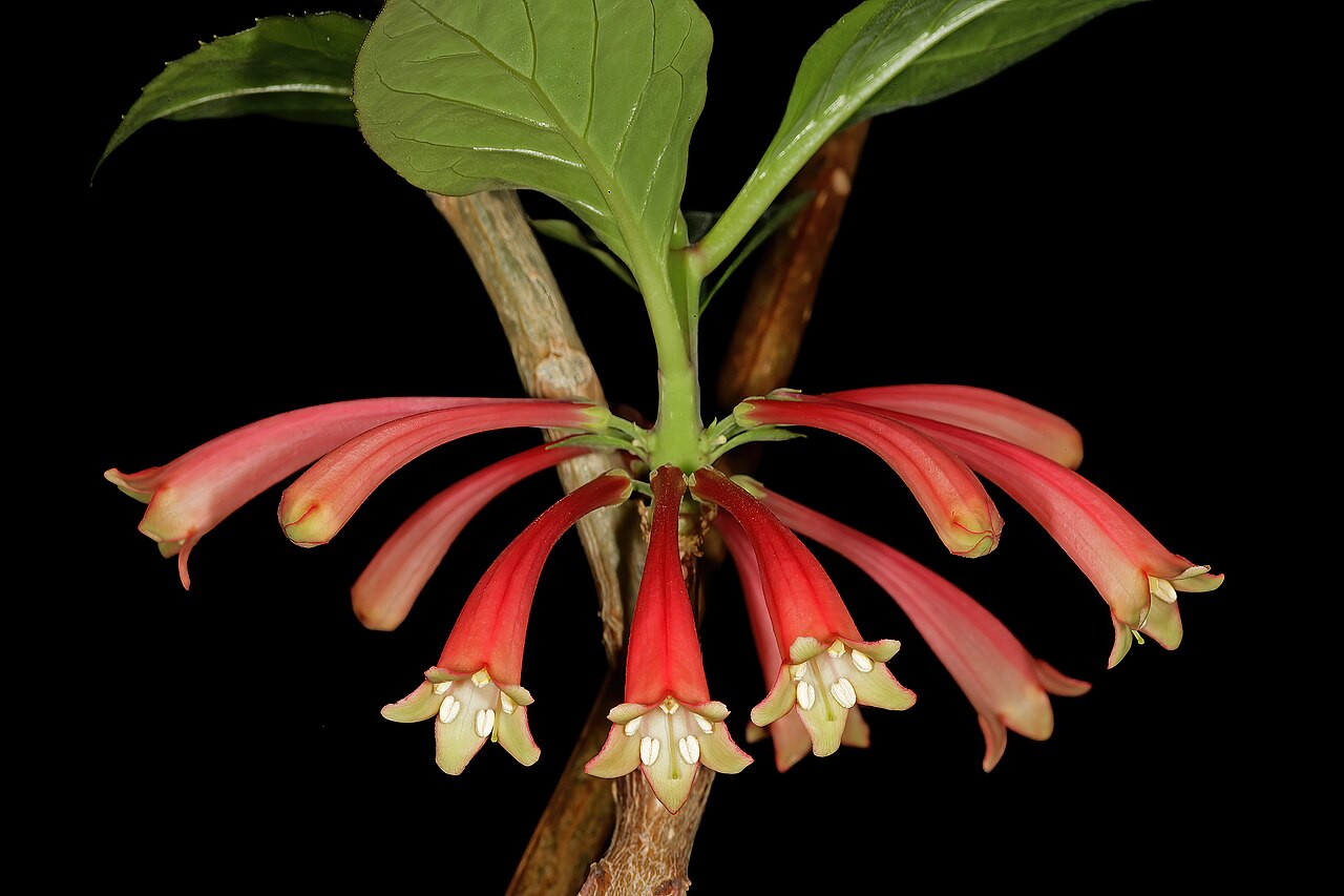 Dermatobotrys saundersii: Dermatobotrys saundersonii , flowers; Manie van der Schijff Botanical Garden, University of Pretoria, Pretoria, Gauteng, South Africa