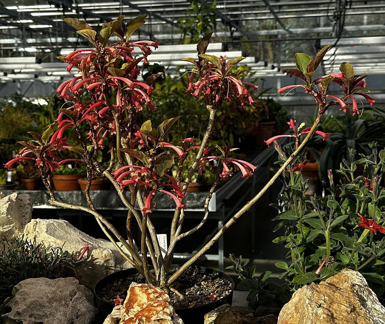 Dermatobotrys saundersii: Dermatobotrys saundersii im Botanischen Garten Dresden