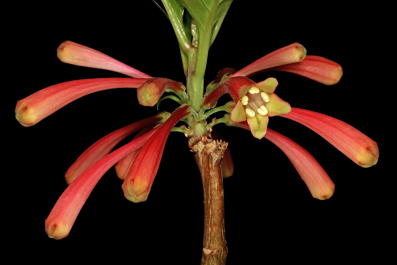 Dermatobotrys saundersii: Dermatobotrys saundersonii , flowers; Manie van der Schijff Botanical Garden, University of Pretoria, Pretoria, Gauteng, South Africa