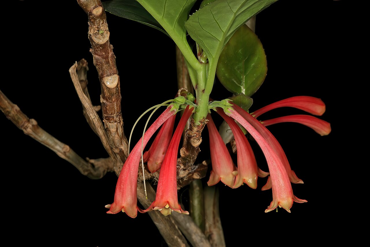 Dermatobotrys saundersii: Dermatobotrys saundersonii , flowers; Manie van der Schijff Botanical Garden, University of Pretoria, Pretoria, Gauteng, South Africa