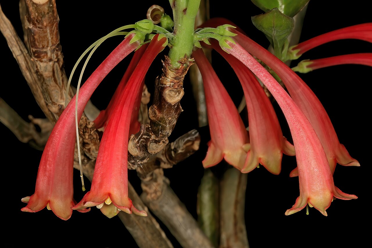 Dermatobotrys saundersii: Dermatobotrys saundersonii , flowers; Manie van der Schijff Botanical Garden, University of Pretoria, Pretoria, Gauteng, South Africa