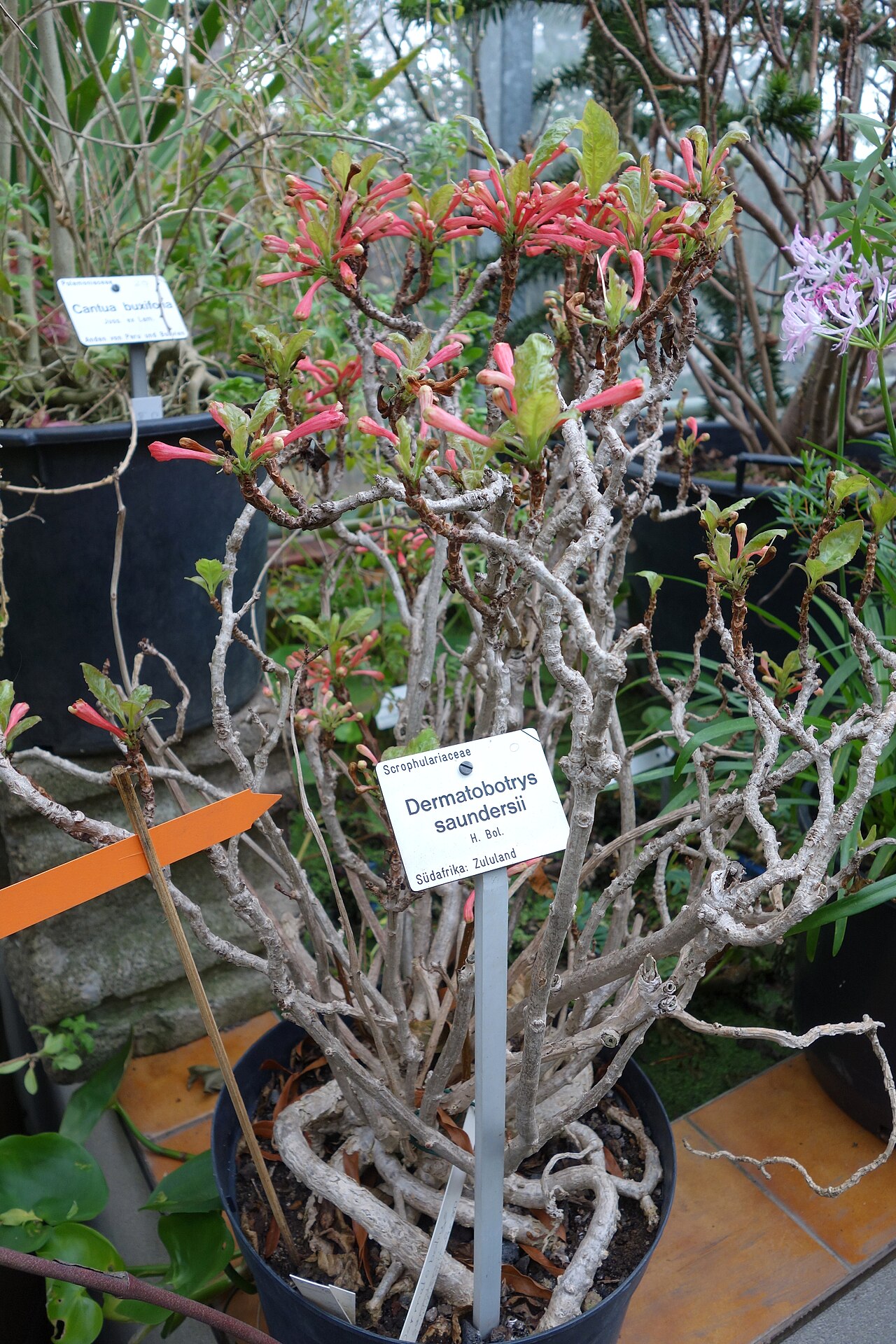 Dermatobotrys saundersii: Botanical specimen in the Botanischer Garten, Dresden, Germany.