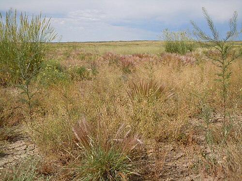 Herb sophia: Descurainia sophia is the tall greenish mustard to the extreme left and right whereas Descurainia pinnata is the lower grayish mustard abundant in the center of