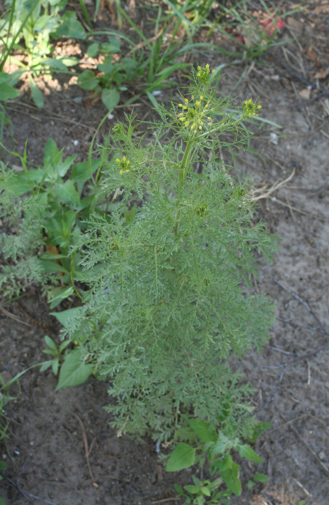 Herb sophia (Descurainia sophia)