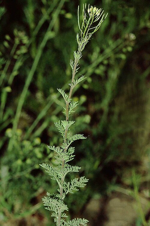 Herb sophia: Descurainia sophia , Unterfranken , Germany
