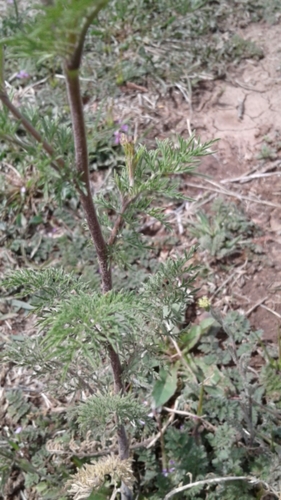 Herb sophia (Descurainia sophia)