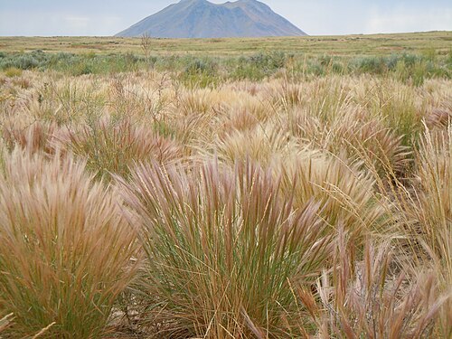 Herb sophia: Descurainia sophia stands tall above the squirreltail grass whereas Descurainia pinnata is hidden from view.