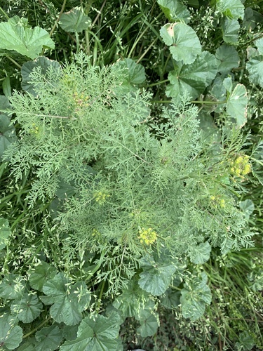 Herb sophia (Descurainia sophia)