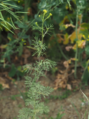 Herb sophia (Descurainia sophia)
