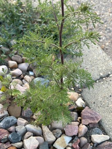 Herb sophia (Descurainia sophia)