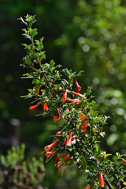 Desfontainia fulgens: Desfontainia fulgens in Alerce Costero PN near entrance at T-80, Los Rios, Chile