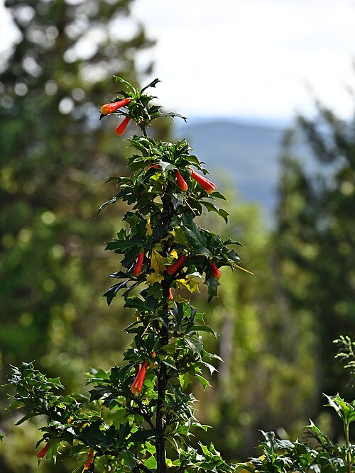 Desfontainia fulgens: Desfontainia fulgens in Alerce Costero PN near entrance at T-80, Los Rios, Chile