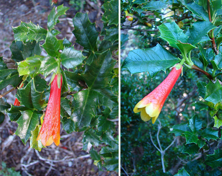 Desfontainia fulgens: Known as Taique in southern Chile and Argentina. From timberline on Volcan Osorno. In context at www.dixpix.ca/sth_cordillera/flora/misc_herb/index.html