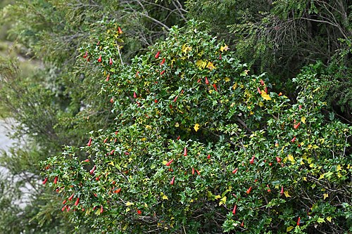Desfontainia fulgens: Desfontainia fulgens in Alerce Costero PN near entrance at T-80, Los Rios, Chile