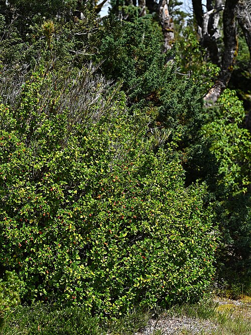 Desfontainia fulgens: Desfontainia fulgens in Alerce Costero PN near entrance at T-80, Los Rios, Chile