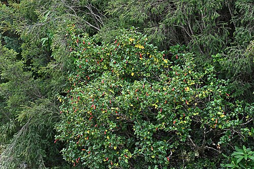 Desfontainia fulgens: Desfontainia fulgens in Alerce Costero PN near entrance at T-80, Los Rios, Chile